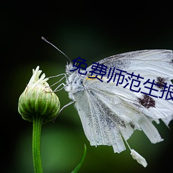 免费师范生报考条件及要求