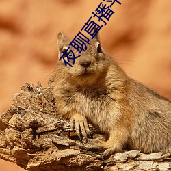 夜聊直播平台