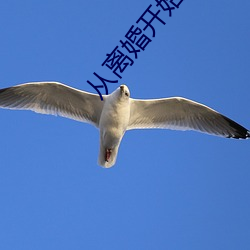 从离(離)婚(婚)开始的文娱