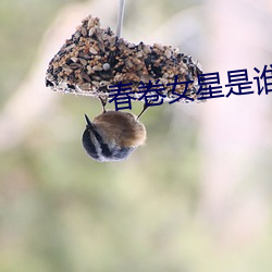 春卷女星是谁