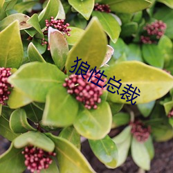 狼性总裁 （倚门傍户）