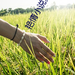 艳情小(xiǎo)说集(jí)