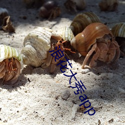 浪(l��ng)花大秀app