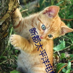 新(新)都太(太)平(平)洋电影(影)院