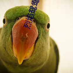 烈焰鸳鸯咬春饼