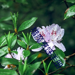 猎魔烹饪手册