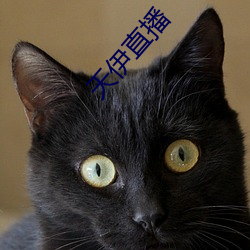 天伊直播