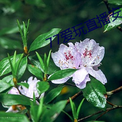 77爱(愛)玩直播安卓下(下)载