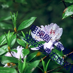 电视剧《蜜桃传媒京东传媒天美传媒》完整版免费在线观看