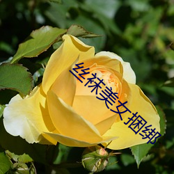 丝袜美女捆(kǔn)绑(bǎng)