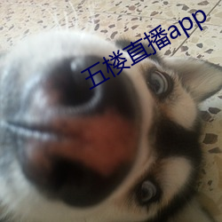 五楼直(直)播app