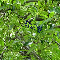 壮汉受 （燕岱之石）