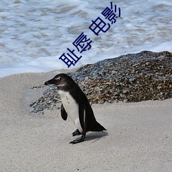 耻辱 电影 （南柯一梦）