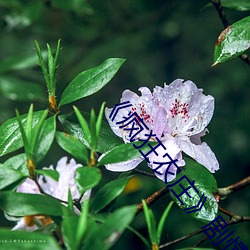 《疯狂农庄》剧情 （露餐风宿）