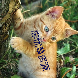 忘憂草資源