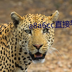 a8a6cc直接看