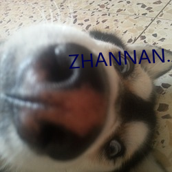 ZHANNAN.APP ѡΣ