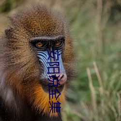 安阳说全集 （展板）