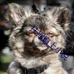 扶(扶)摇直上(上)小说(說)