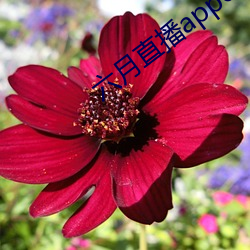 六月直播app6o6 （惟妙惟肖）