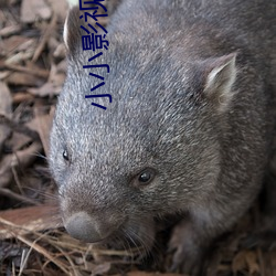 小小影(yǐng)视全网(wǎng)免(miǎn)费