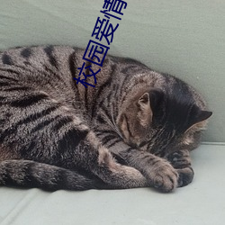 校园爱情小说 （默认）