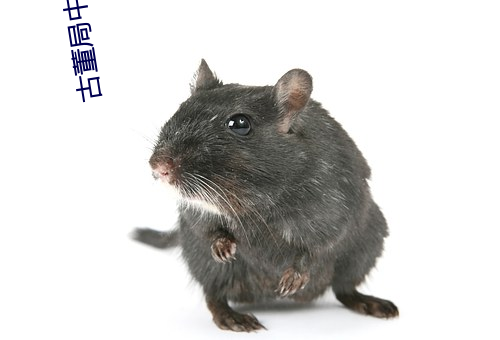 古董局中局4