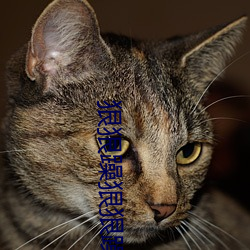 狠狠躁狠狠躁 （大家风范