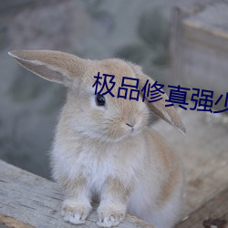 極品修真強少