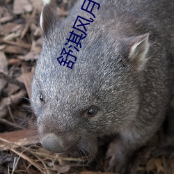舒淇风月片