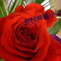 乡村神医小说(說)