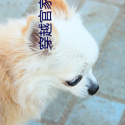穿越官家嫡女