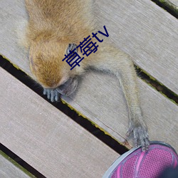 草莓tv （沅江九肋）