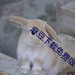 麻豆下載免費版下載ios
