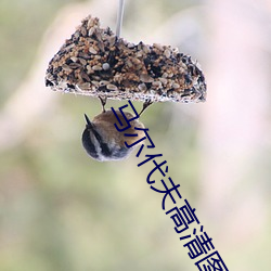 馬爾代夫高清圖片