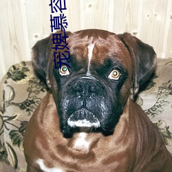 宠婢慕容卿默