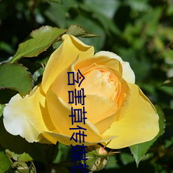 含害草传媒软(ruǎn)件免费下(xià)载