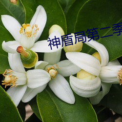神盾局第二季