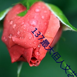 137最大但人文艺术 （毫毛）