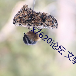 x7620论坛 文学鉴赏 （花花世界）