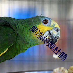 果冻(dòng)传媒杜鹃