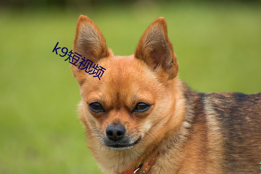 k9短(duǎn)视频