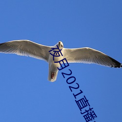 夜月2021直播app