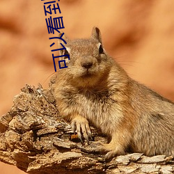 可以看到动漫人物内部的软