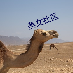 美女(女)社区