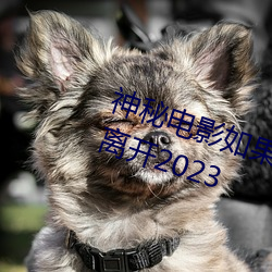 神秘电影如(如)果你所在的国家禁(禁)止请离(離)开(開)2023