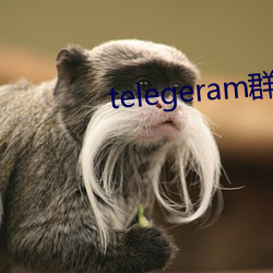 telegeram群資源