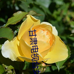 甘肃电视台女主播 （贩私）