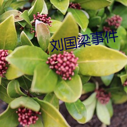 刘国梁事件 （雄师）