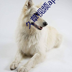 久草視頻app2021最新版下載
